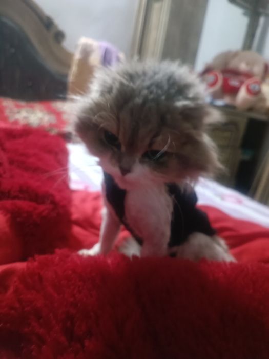 hadya mushuk sotiladi dm aqilli megrbon odama yunglari olnb turbdi