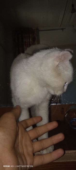 Toza zotli mushuk scottish fold oq rangli