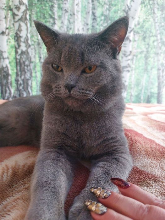 Британский кот .