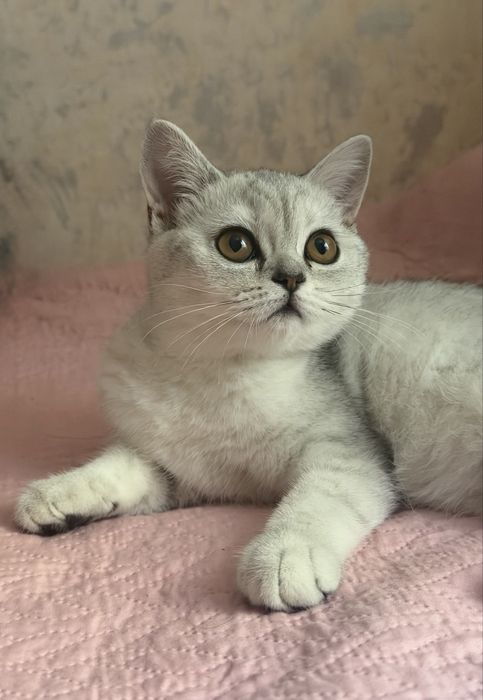 Котенок-девочка 4 месяца
