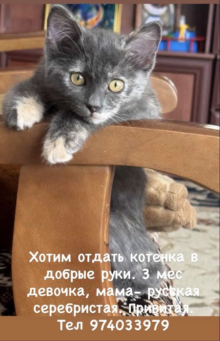 Котенок в добрые руки