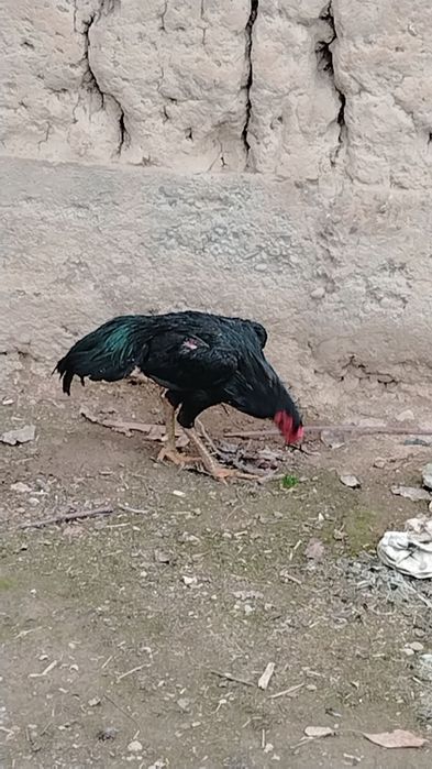 Дакан хороз сотилади