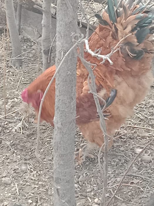 Кохинхин куры петухы