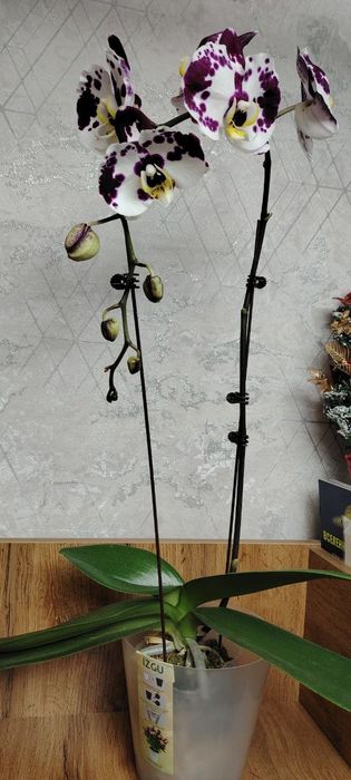 Орхидеи Phalaenopsis