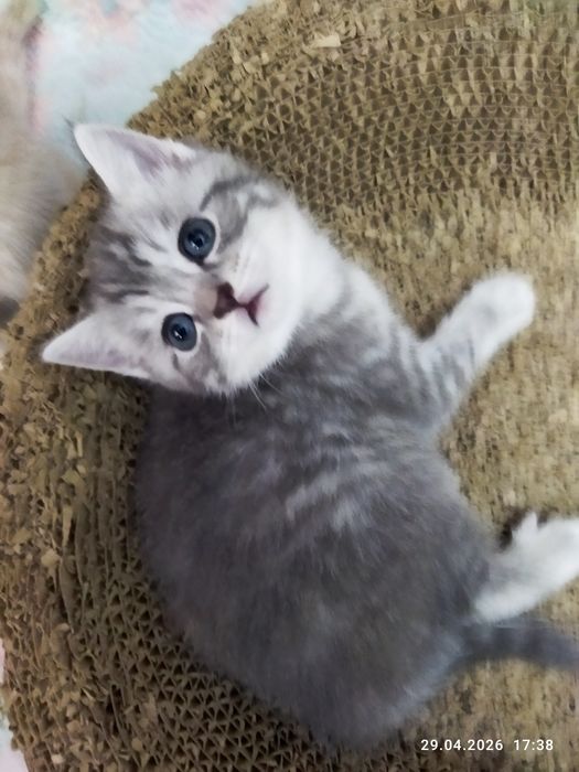 Продаются шотландские котята