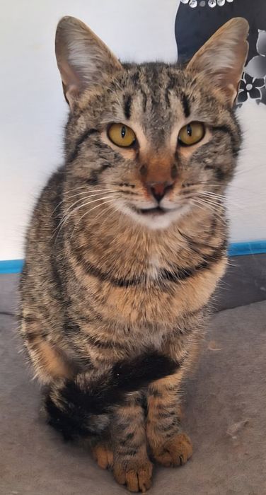 КОТЯТА ждут семью !!!