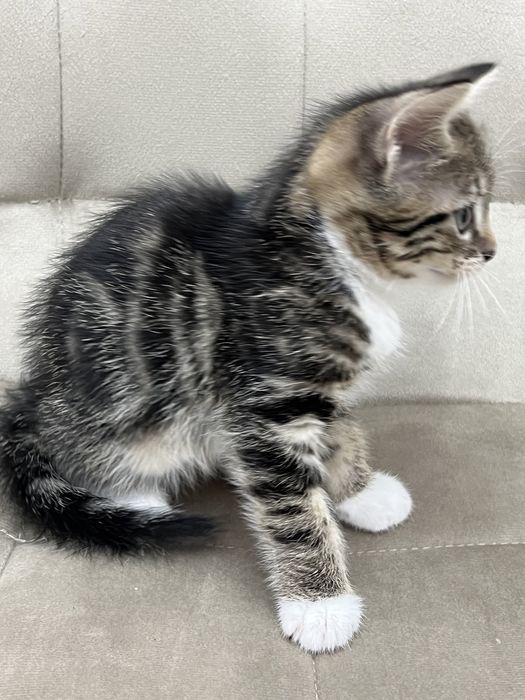 Отдадим котят в забртливые руки