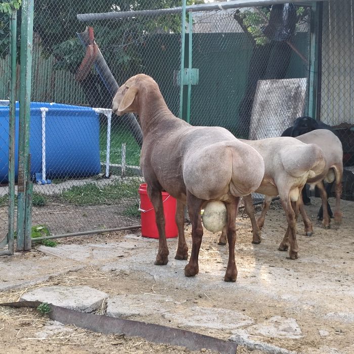 Продаются кошкары.