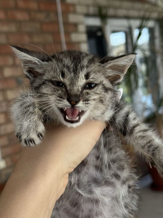 Котенок, бесплатно