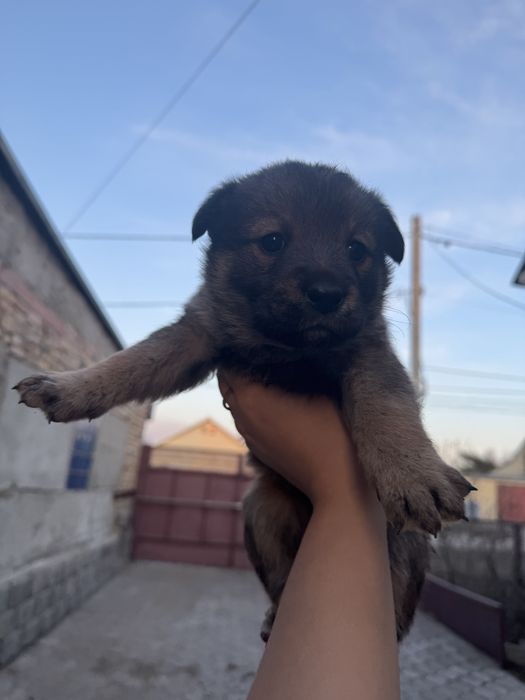 Отдам щенков в добрые руки