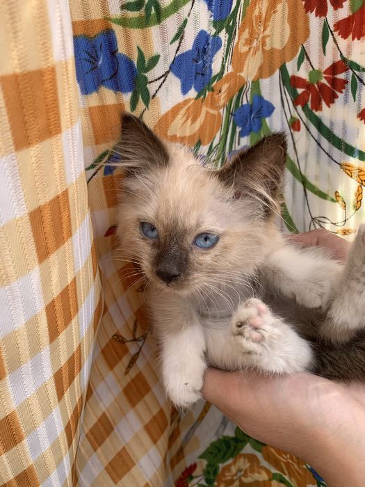 КОТЯТА Для твоего сердца