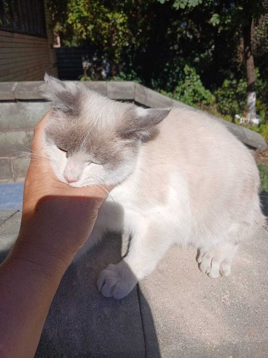 Отдам котенка в добрые руки