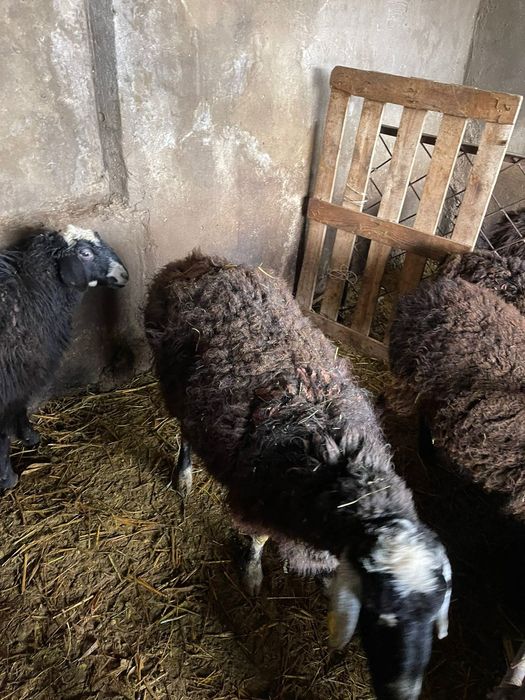 Бараны, қойлар сатылады!