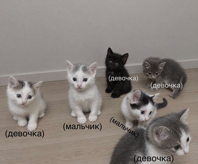 Отдам котят в добрые руки