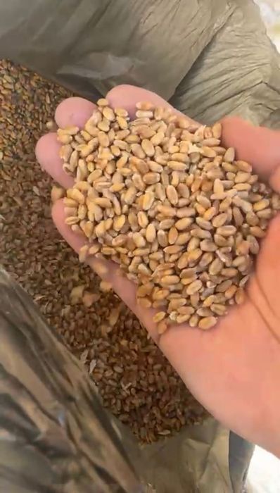 Продам пшеницу с места, влага 18,запах солода