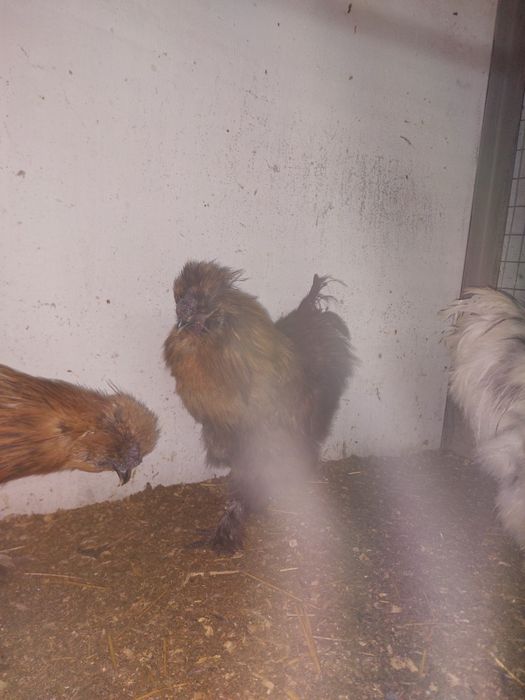 Продам китайских шелковых петушков.