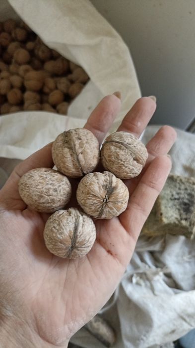 Продаю орехи оптом и в розницу