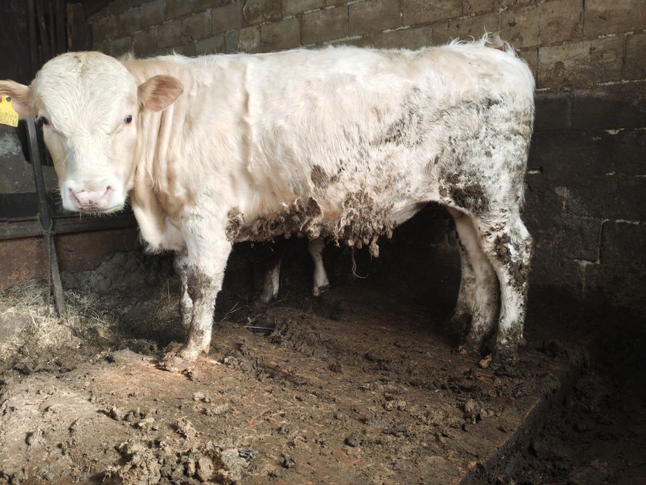 Аулиеколь бык производитель