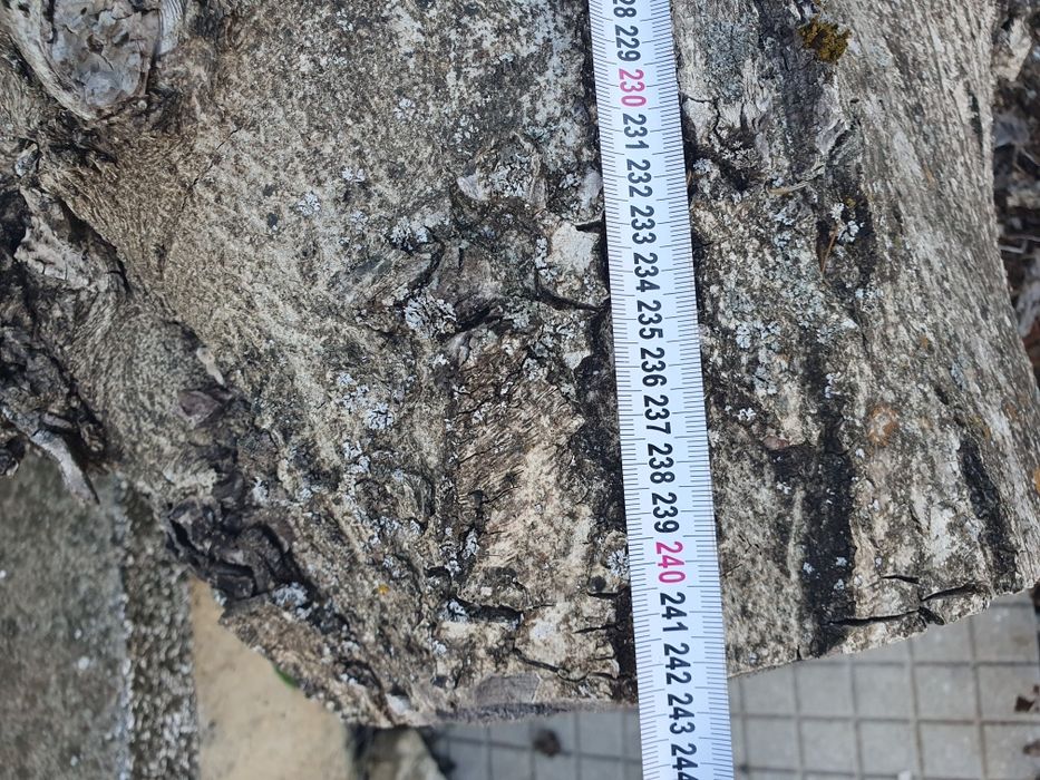 Орехов труп,отрязан пролетта