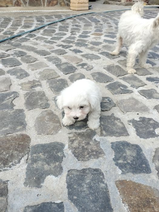 Pui Bichon maltez