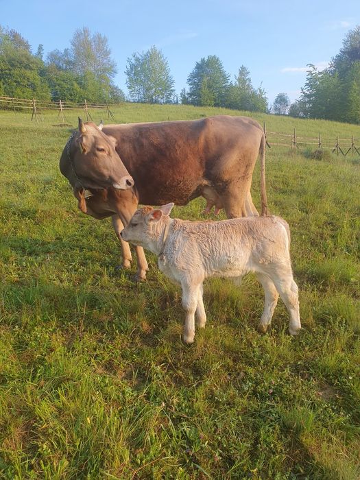 Vaca bruna de maramures