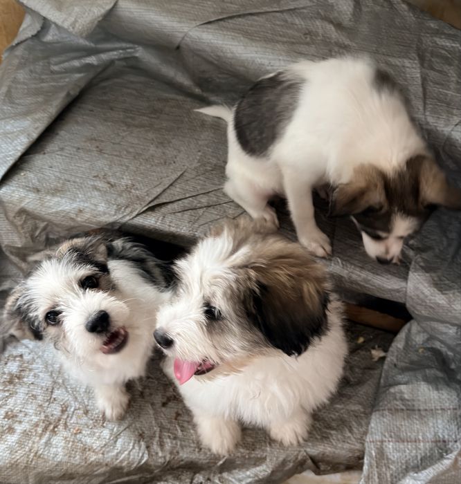 Adoptie - pui de catel , talie mica