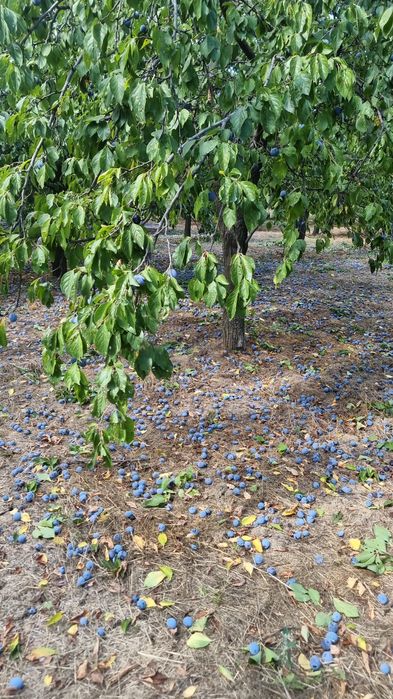 Prune pentru țuică Goldane