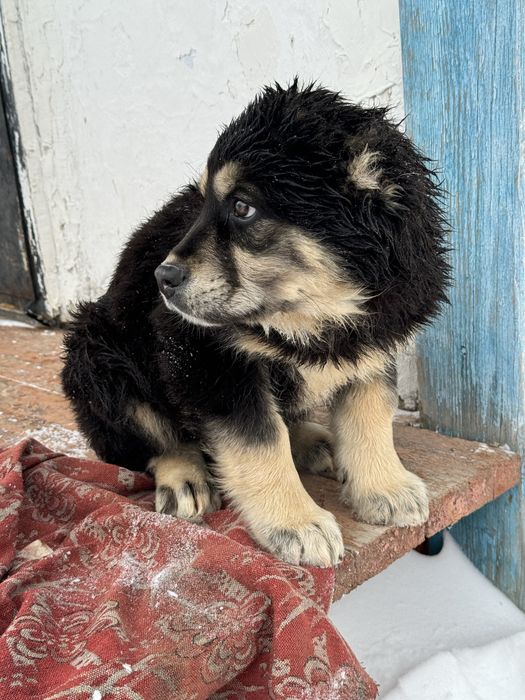 Алабай щенок 2-3 месяца