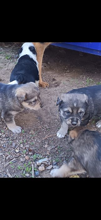 Отдадим щенят в добрые руки!!!