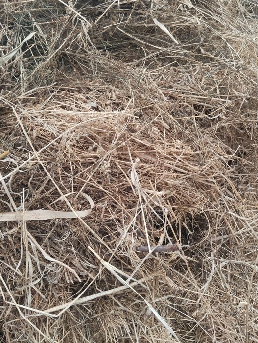 Йуринжо бор сотилодигон Незахосда