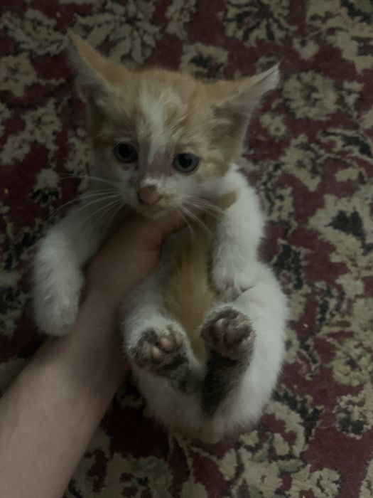 Отдам кошку в добрые руки