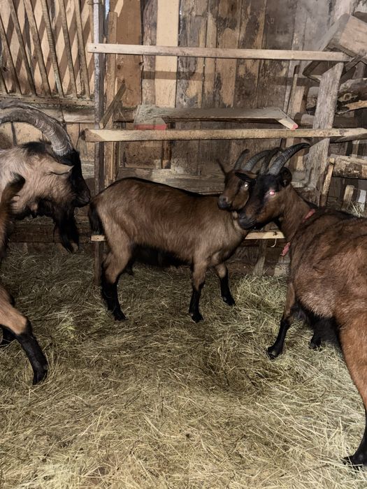 Vand țap si iadă alpin fracez