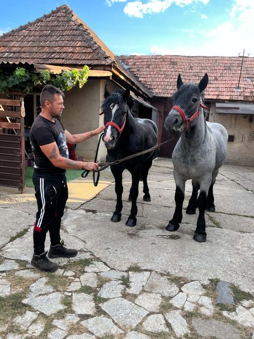 Schimb manji cu iapa sau armasar