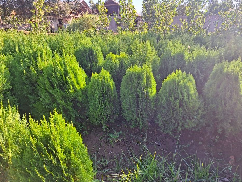 Арчалар. Глобус шаклида.