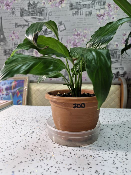 Продам цветы домашние