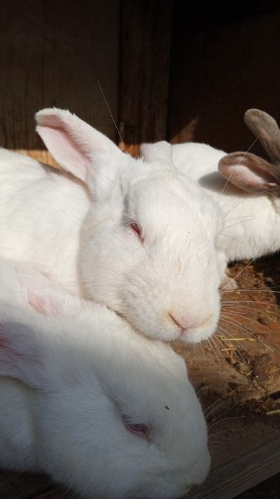 Кролик самцы породы Калифорния.