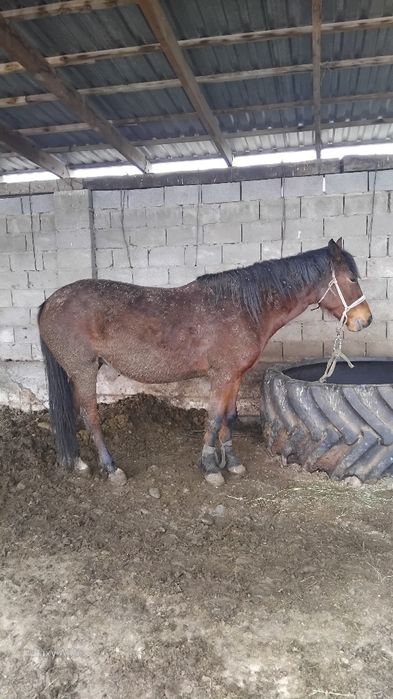 Семиз бие багасын тусемиз