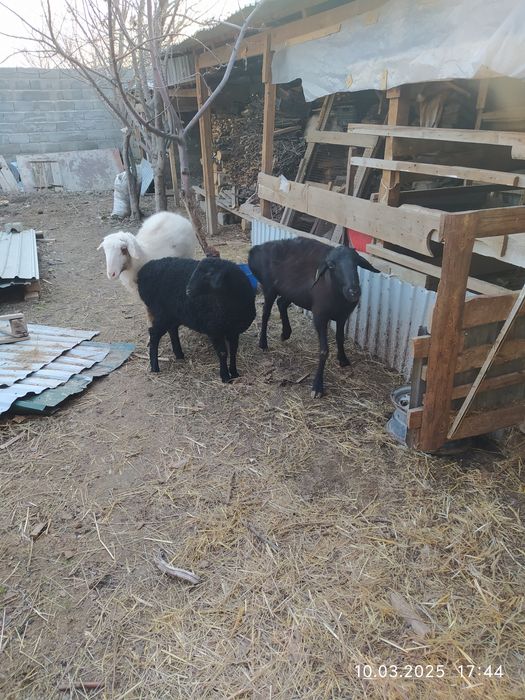 Келысым бар хабарласындар