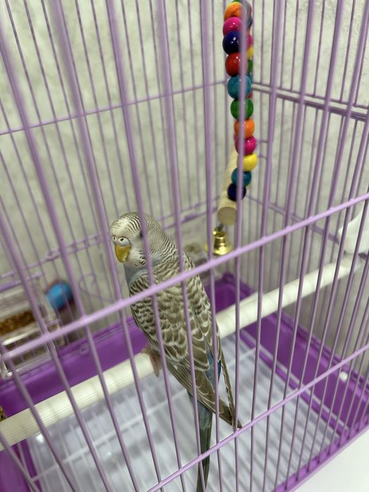 Продам волнистого попугая