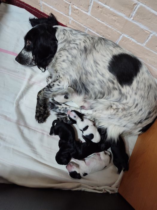 Продам щенят спаниеля родились 14 декабря