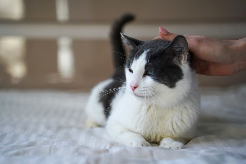 Adoptați un suflet blând!