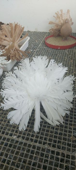 Porumbei voltati bulgaresti