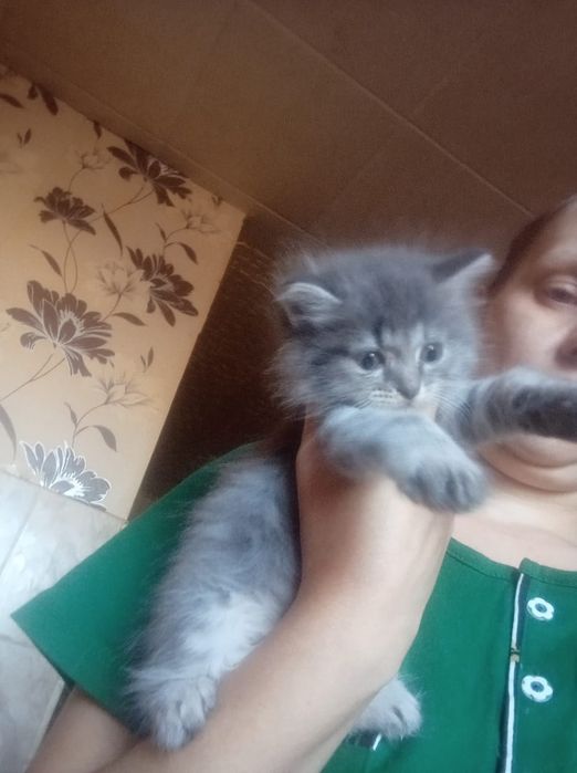 Шотланские Мальчик и девочка 1,2 месяца.