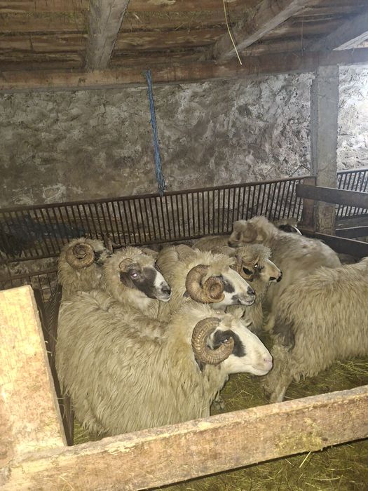 Vând berbeci  mai multe detalii la nr de telefon