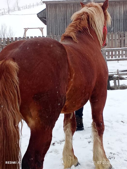 Manz pentru pretentiosi !
