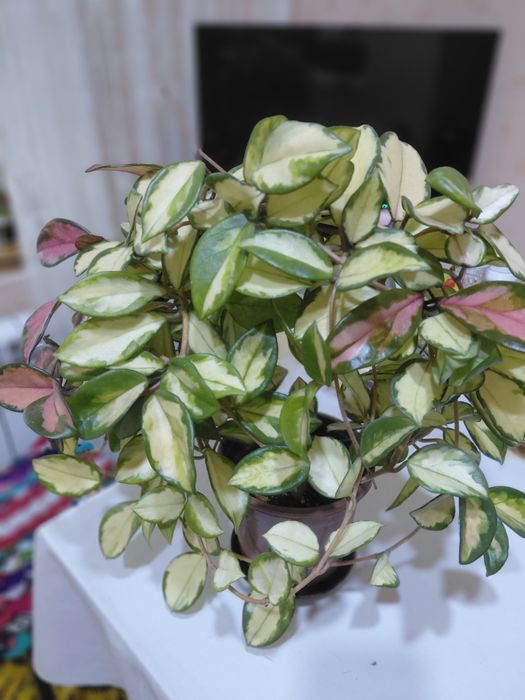 Комнатный цветок Хойя - Лиза