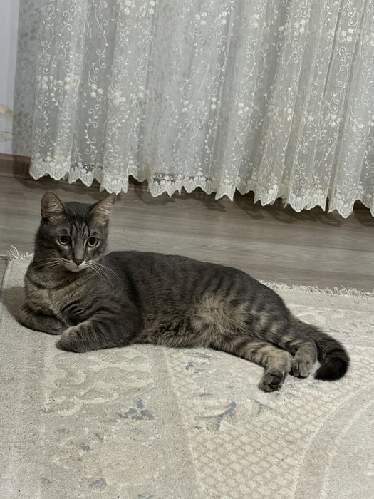 Отдам кота котенка