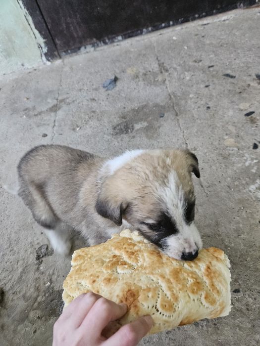 Щенки в добрые руки бесплатно