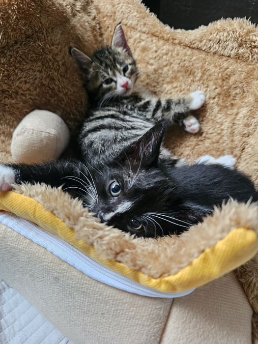 Продается котенок