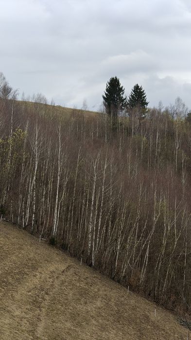 Urzici bio din natură